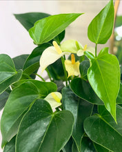 Load image into Gallery viewer, Plants To You ( Peace Lily White - Anthurium White)