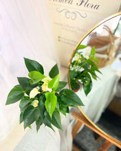 Load image into Gallery viewer, Plants To You ( Peace Lily White - Anthurium White)