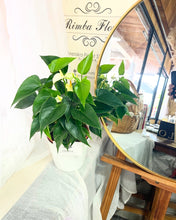 Load image into Gallery viewer, Plants To You ( Peace Lily White - Anthurium White)