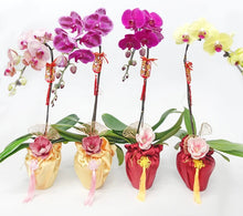 Load image into Gallery viewer, CNY 2024 Phalaenopsis Orchid