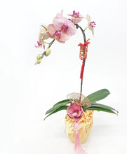 Load image into Gallery viewer, CNY 2024 Phalaenopsis Orchid