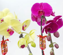 Load image into Gallery viewer, CNY 2024 Phalaenopsis Orchid