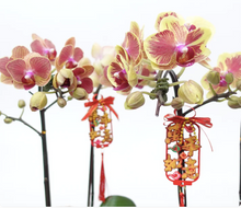 Load image into Gallery viewer, CNY 2024 Mini Phalaenopsis Orchid