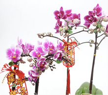 Load image into Gallery viewer, CNY 2024 Mini Phalaenopsis Orchid