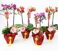Load image into Gallery viewer, CNY 2024 Mini Phalaenopsis Orchid