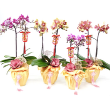 Load image into Gallery viewer, CNY 2024 Mini Phalaenopsis Orchid