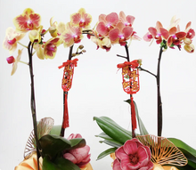 Load image into Gallery viewer, CNY 2024 Mini Phalaenopsis Orchid