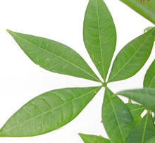 Load image into Gallery viewer, CNY 2024 Lucky Bag