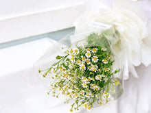 Load image into Gallery viewer, Prestige Wrap Preserved Roses To You (Matricaria Chamomila Star)