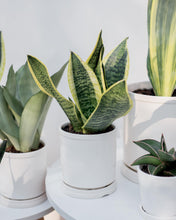 Load image into Gallery viewer, Plants To You (Silver Hahnii)