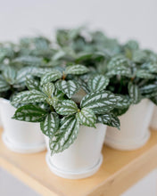 Load image into Gallery viewer, Plants To You (Pilea Cadierei)