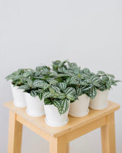Load image into Gallery viewer, Plants To You (Pilea Cadierei)