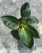 Load image into Gallery viewer, Plants To You ( Philodendron Birkin)