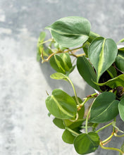 Load image into Gallery viewer, Plants To You ( Philodendron Brasil)