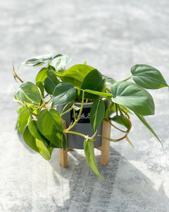 Plants To You ( Philodendron Brasil)
