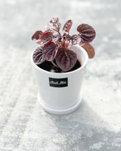 Load image into Gallery viewer, Plants To You (Peperomia Caperata &#39;Luna Red / Burgundy
