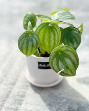 Load image into Gallery viewer, Plants To You (Peperomia Watermelon)