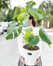 Load image into Gallery viewer, Plants To You ( MONSTERA DELICIOSA)