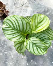 Load image into Gallery viewer, Plants To You (Calathea Orbifolia)