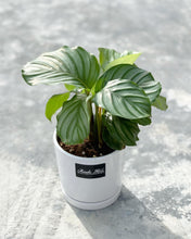 Load image into Gallery viewer, Plants To You (Calathea Orbifolia)
