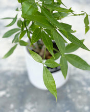 Load image into Gallery viewer, Plants To You ( Pachira Money Tree)( PACHIRA 3 Plait) (发财树)