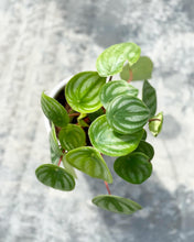 Load image into Gallery viewer, Plants To You (Peperomia Watermelon)