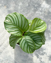 Load image into Gallery viewer, Plants To You (Calathea Orbifolia)
