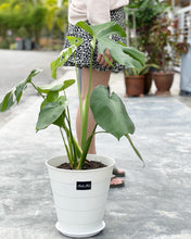 Load image into Gallery viewer, Plants To You ( MONSTERA DELICIOSA)