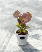 Load image into Gallery viewer, Plants To You (Pink Syngonium)