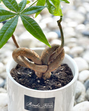 Load image into Gallery viewer, Plants To You ( Pachira Money Tree)(QQ PACHIRA) (发财树)