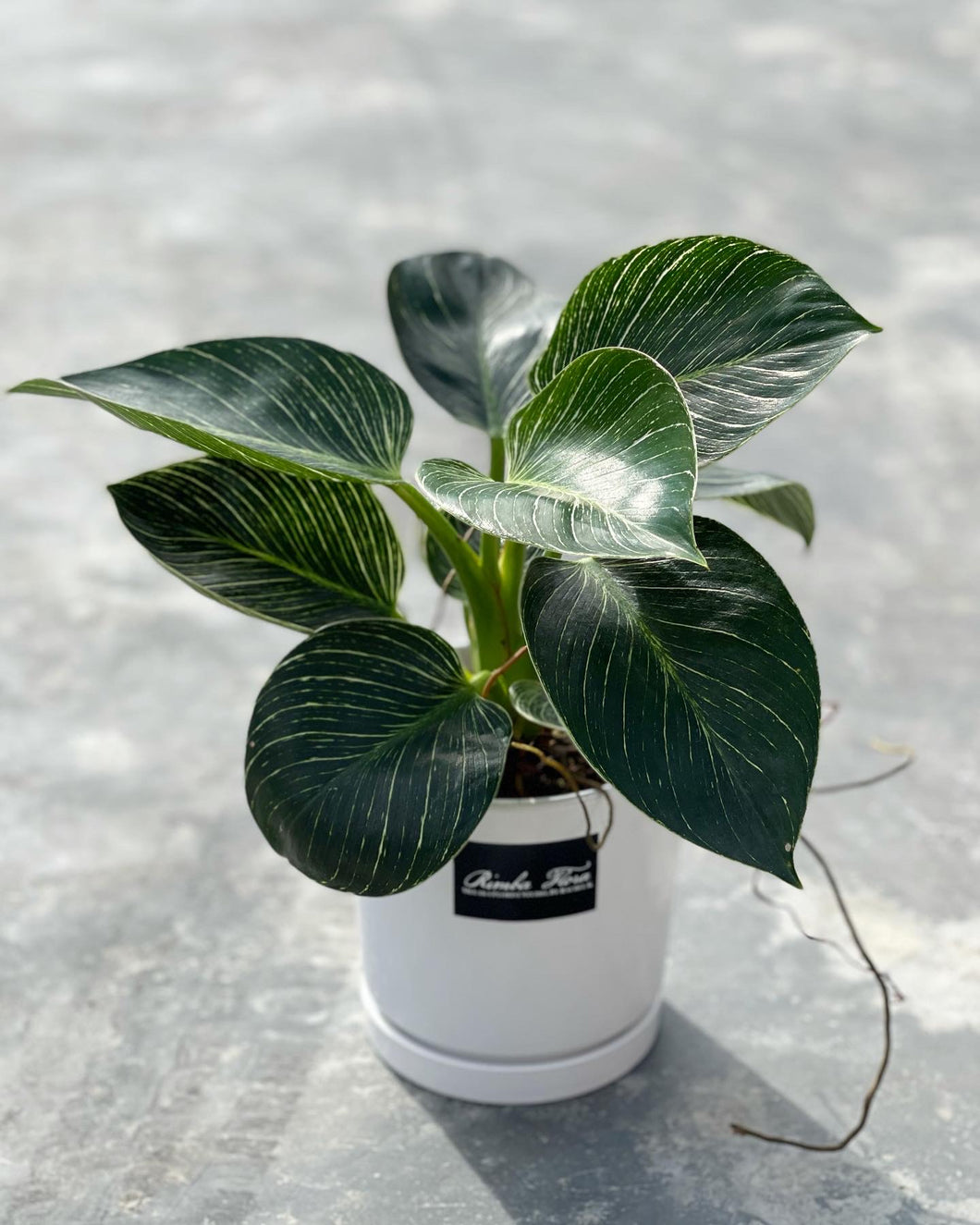 Plants To You ( Philodendron Birkin)