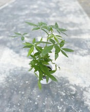 Load image into Gallery viewer, Plants To You ( Pachira Money Tree)( PACHIRA 3 Plait) (发财树)