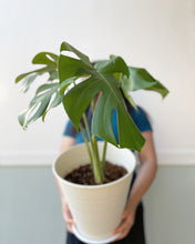 Load image into Gallery viewer, Plants To You ( MONSTERA DELICIOSA)