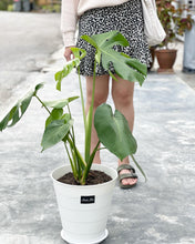 Load image into Gallery viewer, Plants To You ( MONSTERA DELICIOSA)