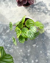Load image into Gallery viewer, Plants To You (Peperomia Watermelon)