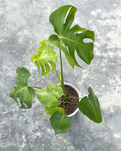 Load image into Gallery viewer, Plants To You ( MONSTERA DELICIOSA)