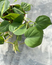 Load image into Gallery viewer, Plants To You ( Philodendron Brasil)
