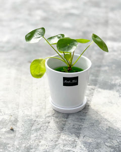 Plants To You ( Pilea Peperomiodes)(Small)