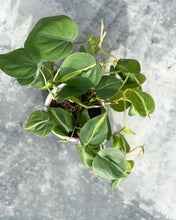 Load image into Gallery viewer, Plants To You ( Philodendron Brasil)