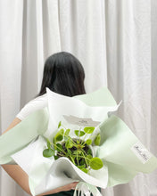 Load image into Gallery viewer, Plants To You ( Pilea Peperomiodes)