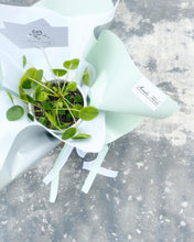 Load image into Gallery viewer, Plants To You ( Pilea Peperomiodes)
