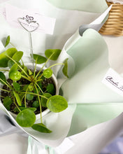 Load image into Gallery viewer, Plants To You ( Pilea Peperomiodes)