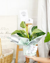Load image into Gallery viewer, Plants To You ( Philodendron Birkin)