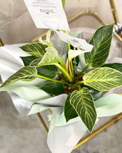 Load image into Gallery viewer, Plants To You ( Philodendron Birkin)