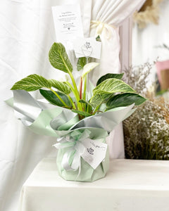 Plants To You ( Philodendron Birkin)
