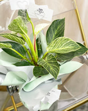 Load image into Gallery viewer, Plants To You ( Philodendron Birkin)