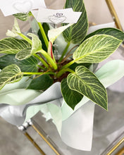 Load image into Gallery viewer, Plants To You ( Philodendron Birkin)