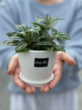 Load image into Gallery viewer, Plants To You (Pilea Cadierei)