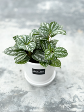 Load image into Gallery viewer, Plants To You (Pilea Cadierei)