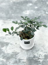 Load image into Gallery viewer, Plants To You (Muraya)